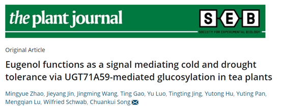 【聚焦双一流】我校科研团队揭示丁香酚调控茶树耐寒和耐旱的信号调节机制